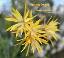 Epiphyllum yellow paetz d'occasion  Chartres