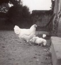 1935 chicken chick for sale  STOCKPORT
