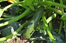 Courgette seeds green for sale  BRISTOL