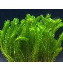 Weighted pond weed for sale  NOTTINGHAM