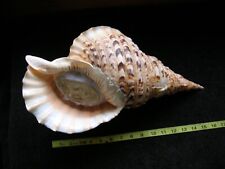 giant sea shell for sale  Lincoln City