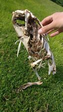 Bird skeleton dried for sale  ISLE OF SKYE