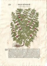 Stampa antica MATTIOLI MATTHIOLI erbario CARDIACA botanica 1604 Antique print usato  Lecco