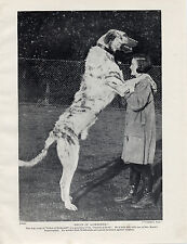 Irish wolfhound large for sale  COLEFORD