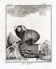 2 Antique Prints-Der Uistiti-A view of the Marmoset and its skeleton-Buffon-1774 for sale  Shipping to South Africa