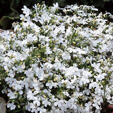 Flower lobelia white for sale  SALISBURY