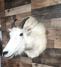 myotonic fainting goat for sale  New Douglas