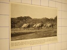 rhinoceroses Hluhluwe game reserve zululand Natal  for sale  Shipping to South Africa
