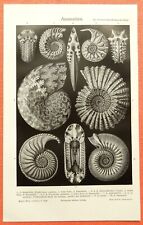Ammonite fossils cephalopods for sale  Shipping to Ireland