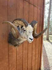 mount shoulder stone sheep for sale  Rapid City
