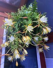 Fishbone cactus epiphyllum for sale  WELLING