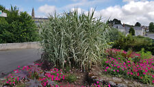 Arundo donax variegata d'occasion  Mont-près-Chambord