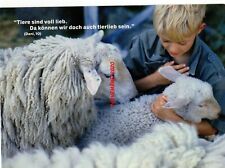 Pecora agnello bambino usato  San Teodoro