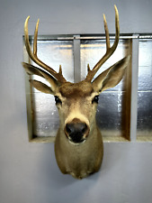 Mule deer head for sale  Corpus Christi