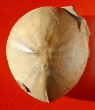 Oursin fossile crétacé d'occasion  Cuxac-d'Aude