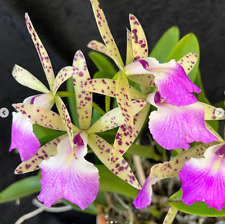 picture orchids for sale  Reading