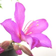 Pink orchid tree for sale  Garden Grove