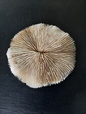 Corail blanc 13cm d'occasion  Carrières-sur-Seine