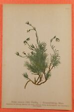 krummblättrige  Miere  Alsine recurva  Lithographie 1897 Alpen Flora   comprar usado  Enviando para Brazil