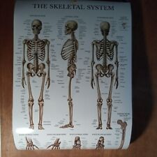 Laminated x27 anatomy for sale  Waterford