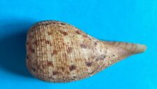 FICIDAE FICUS SUBINTERMEDIA F+++ 79 MM, used for sale  Shipping to South Africa