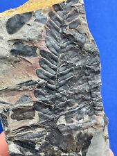 Carboniferous neuropteris foss gebraucht kaufen  Saarbrücken