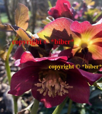 Christrose helleborus blüte gebraucht kaufen  Ebern