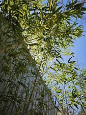 Japanese timber bamboo for sale  Pelion