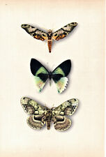 Stampa farfalle vintage usato  Serracapriola