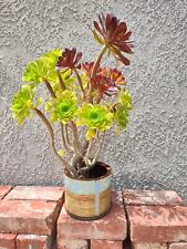 Aeonium arboreum succulents for sale  Corona