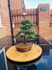 Hinoki cypress bonsai for sale  CASTLEFORD