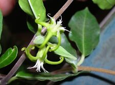 Fockea edulis caudex usato  San Giorgio A Cremano