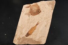 Poissons fossile pharmacichthy d'occasion  Forcalquier