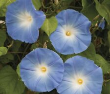 Ipomoea morning glory for sale  NEWCASTLE UPON TYNE