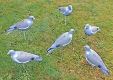 Garden pest pigeon for sale  BROXBURN