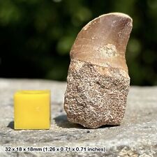 Tooth fossil dinosaur for sale  UK