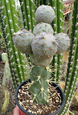 Tephrocactus geometricus cactu d'occasion  Servian