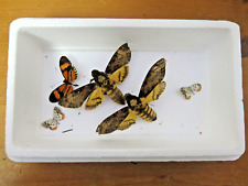 x2 Acherontia Atropos Death's Head Hawk Moth + Butterflies Taxidermy Bug Insect, used for sale  Shipping to South Africa