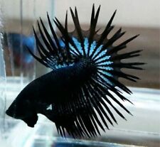 Betta peixe vivo cauda de coroa preto orcídeo forma macho Indonésia comprar usado  Enviando para Brazil