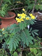 Senna lindheimeriana 10 Sementes, usado comprar usado  Enviando para Brazil