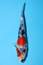 showa koi for sale  SIDCUP