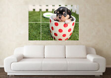 Large teacup chihuahua for sale  SUTTON-IN-ASHFIELD
