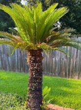 Japanese sago palm for sale  VENTNOR