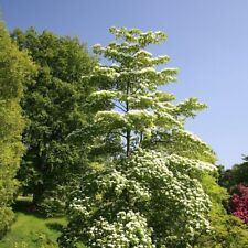 Cornus controversa wedding for sale  UK