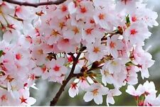 Fuji cherry blossom for sale  LONDON