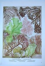 Botanical print seaweed for sale  BIRKENHEAD