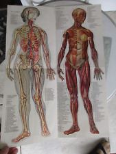 Aufklappbares anatomisches mod gebraucht kaufen  Schliersee