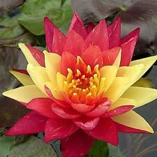 Wanvisa water lily for sale  UK