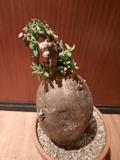 Pachypodium succulentum caudex gebraucht kaufen  Laboe