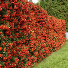 Pyracantha red column for sale  UK